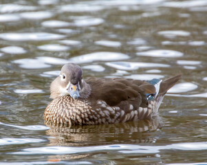 female mandarin duck on lake
