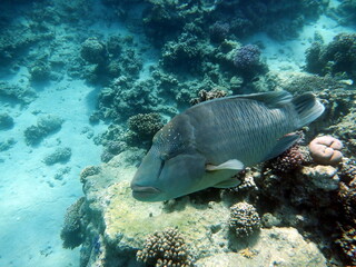 Diving in Sharm el-Sheikh