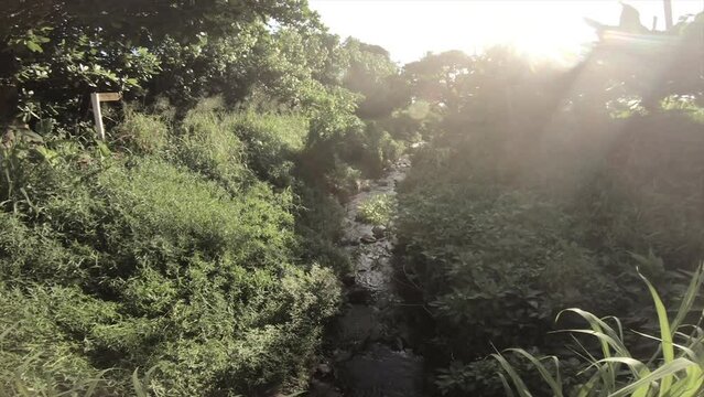 verticle look up view to a narrow stream of river in flourish vegetation tropical forest of coconut trees and wild bushes long grass field with sunshine and sun light ray coming down to the scenery  