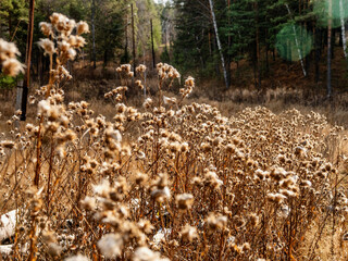 Southern Urals in autumn, dry forest herbs.