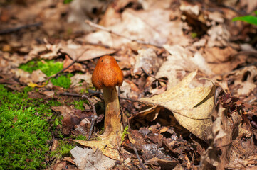 old golden waxcap mushroom