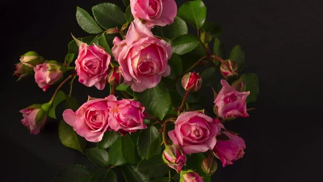 Timelapse beautiful bouquet of pink roses flower opening background. wedding backdrop. Bouquet on black backdrop
