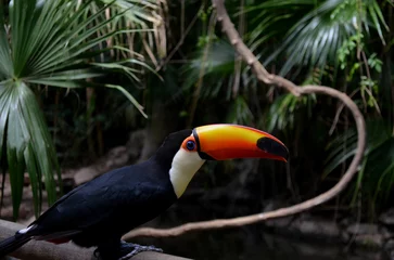 Rolgordijnen toucan  © DborahGiselle
