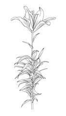 hand drawn black outline lily flower on stem with leaves. botanical vector illustration