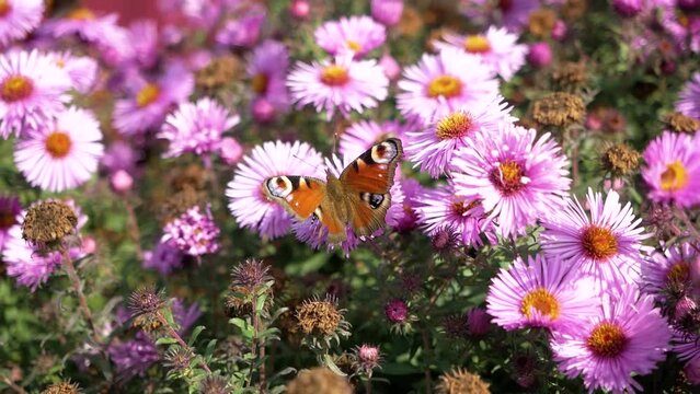 Butterfly Peacock on lilac chrysanthemums on sunny day. Insect and flowers