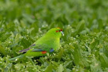Red-crowned Parakeet (Cyanoramphus novaezelandiae)