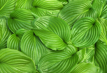 Green leaf  background