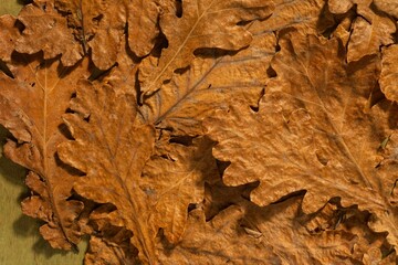 Dry oak leaves on a dark autumn background. Abstract texture