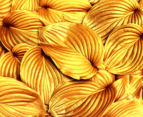 Golden leaves texture