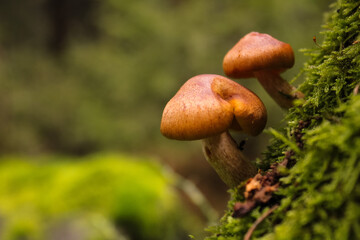 Close up of mushrooms in the mossy forest