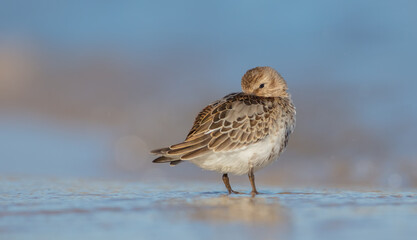 Dunlin - young bird at a seashore on the autumn migration way