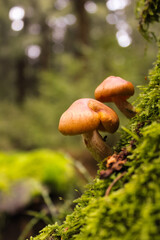 Mushrooms in the forest