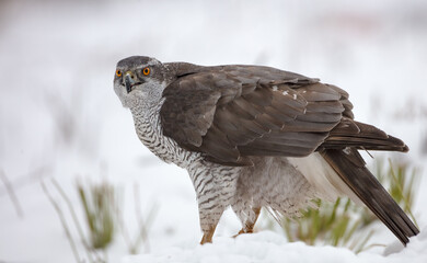 Northern Goshawk - adult bird at a wet forest in winter
