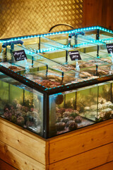 Aquarium showcase with oysters and sea urchins in restaurant