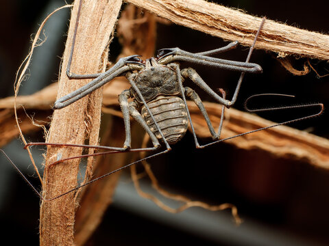 dangerous damon variegatus amblipigio