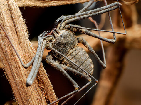 dangerous damon variegatus amblipigio