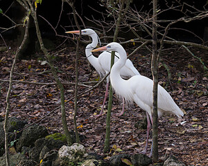 Great White Heron Photo.  Love birds. Heron couple in courtship displaying beautiful white colour feathers plumage, fluffy feathers, in their environment and habitat. Image.