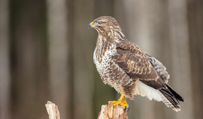 Obraz premium Common Buzzard in winter at a wet forest