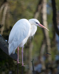 Great White Egret bird Stock Photo.   Great White Egret bird head close-up profile. Image. Picture. Portrait. White colour bird. Background.