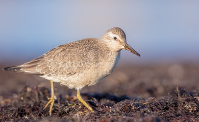 Red Knot - on the autumn migration way at a seashore