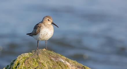 Dunlin - young bird at a seashore on the autumn migration way