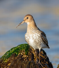 Obraz premium Dunlin - young bird at a seashore on the autumn migration way