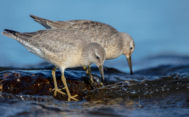 Red Knot - on the autumn migration way at a seashore