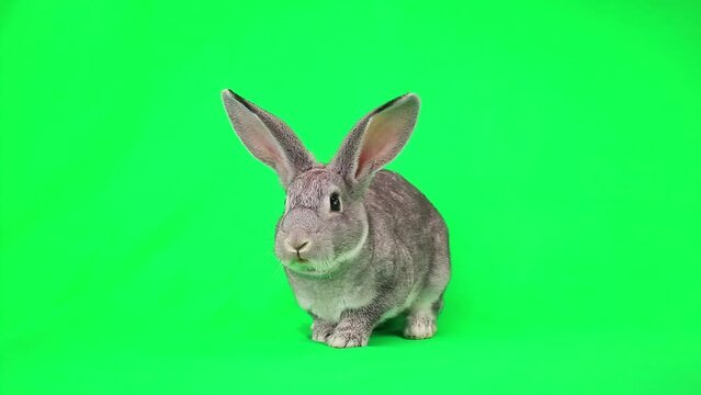 rabbit runs away with fear on green screen