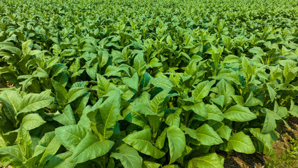 Aerial view young green tobacco plant field, Tobacco plantation leaf crops growing in tobacco plantation field.