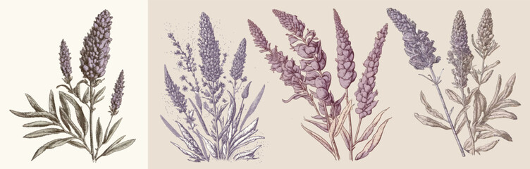 Outlined flower drawings in vintage style. Lavenders, Provence flowers set. Retro botanical set with floral plants, blooms engravings. Isolated on background. Vector illustration	
