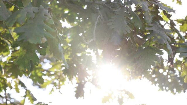 Swaying oak leaves in the wind with direct sunlight. Carbon net zero concept 4K video. Earth Day or World Environment Day concept footage.
