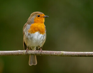 robin on a branch