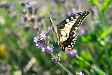 Closeup swallowtail butterfly on a lavender flower on a bright sunny day. Side view.