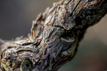 Close up of log of vine plant whit dry bark, and blur background