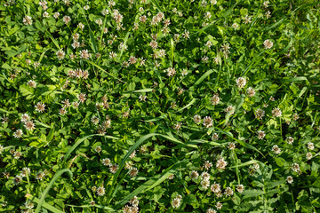 White clover on summer meadow. Blooming clover flowers in green grass for publication, design,...