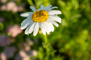 Obraz premium Chamomile with white petals in grass. Daisy flower on summer field for poster, calendar, post, screensaver, wallpaper, postcard, banner, cover, website. High quality photo