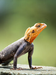 male Agama Agama Lizard with a bright yellow head in sub-Saharan Africa in Liberia