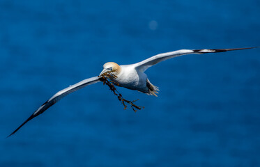 gannet in flight with seaweed for nest
