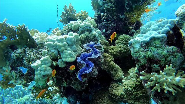 Giant clam at the bottom of the Red sea in Egypt, travel concept