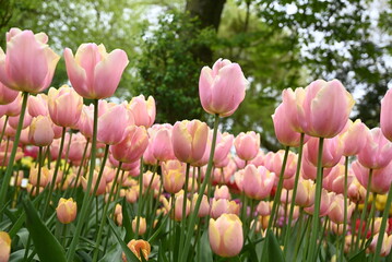 Beautiful pink tulips at tulip parc, The Netherlands.