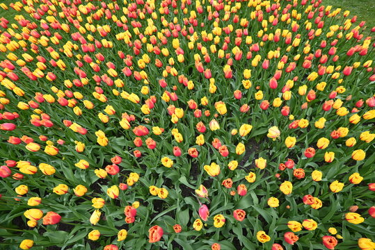 Beautiful yellow and red tulip field, The Netherlands.