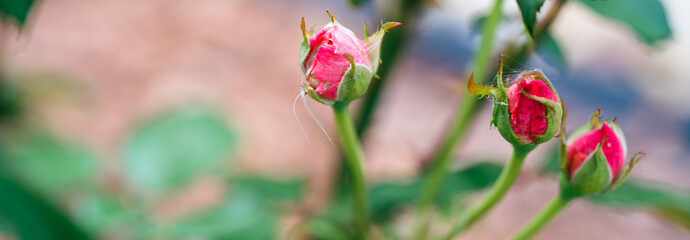 Rose bud background