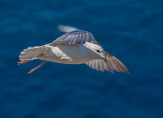 Fulmar in flight