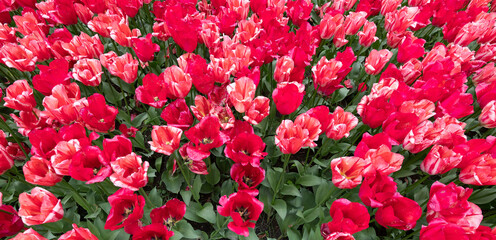 Obraz premium Group of red tulips in the park. Spring landscape.