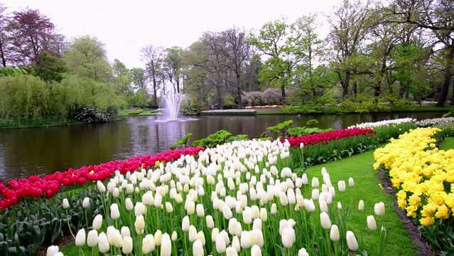 Lisse, Netherlands - April 14, 2019: Spring tulip field in Keukenhof garden at Lisse near Amsterdam Holland