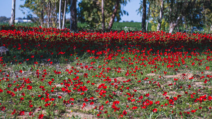 Field of flowers Anemone in Israel