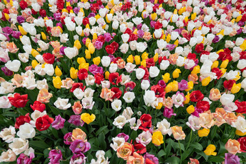 A colourful mix of hybrid triumph tulips in flower.