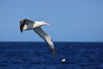A Royal Albatross (Diomedea epomophora) in flight, with a blue sky and blue sea background, off Kaikoura, South Island, New Zealand