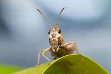 Isolated close-up of a brown Caelifera grasshopper sitting on on a leaf and looking at you