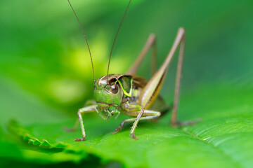 Isolated close-up of a green grasshopper on a green leaf on green background